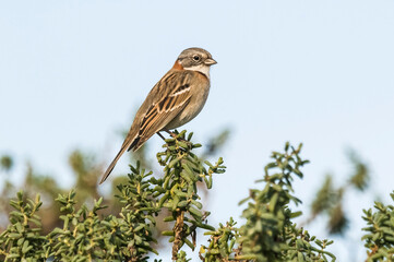 Rufous collared Sparrow, Zonotrichia capensis, Patagonia, Argentina