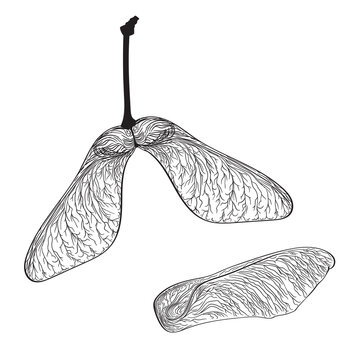 Black maple seeds isolated on white. Vector illustration