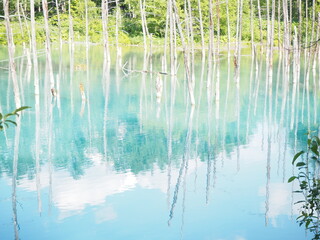 北海道の美瑛の観光地「青い池」