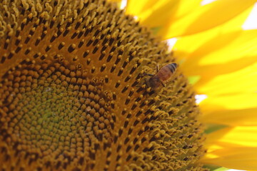 ヒマワリの蜜を吸うミツバチ２