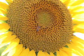 ヒマワリの蜜を吸うミツバチ５