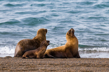 Female Sea Lion mother and pup, Peninsula Valdes, Patagonia, Argentina