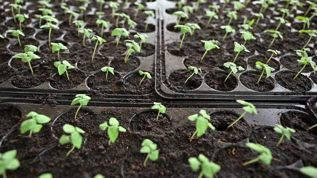 Planting organic seedling vegetable growing in cultivate tray at greenhouse