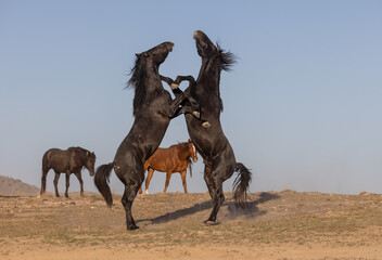 Wild Horse Stallions Fighting in the Utah Desert