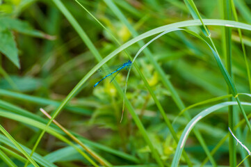 A closeup view of a commong blue damselfly on a fens near Cambridge, UK in summertime