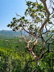apple tree in spring