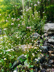 spring in the forest