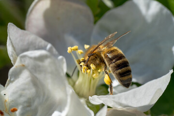 Biene bestäubt Apfelblüte