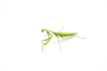 Mantis grasshopper on white background