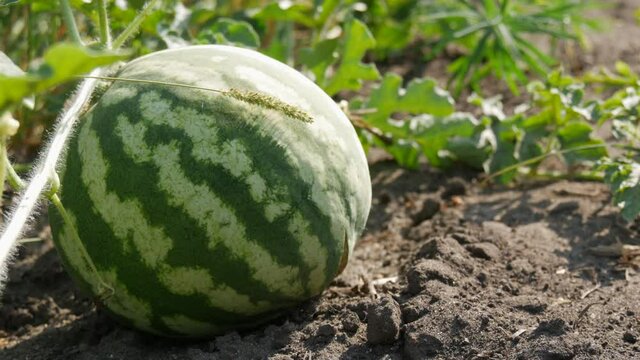 Ripe young watermelon on a field in green foliage. Melons harvest