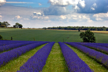 Naklejka na ściany i meble Lavender Field Summer Flowers Cotswolds Gloucestershire England