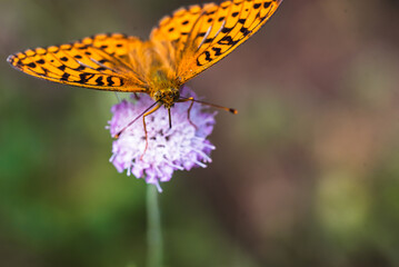Orange arginini butterfly on flower - summer background