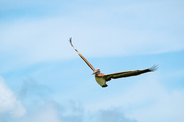 Brown Pelican, with V-shaped wings, soars in a blue sky.