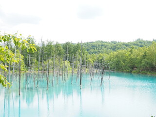 北海道の美瑛の観光地「青い池」