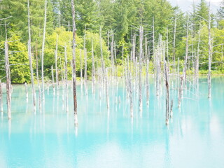 北海道の美瑛の観光地「青い池」
