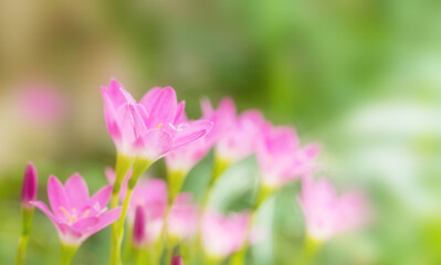 Beautiful pink rain lily flower field or Zephyranthes Grandiflora on bokeh blurred background, Selective focus. Shallow DOF. copy space for text.