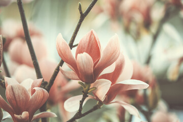 Pink magnolia flowers in spring garden. Retro flower card, natural background - obrazy, fototapety, plakaty