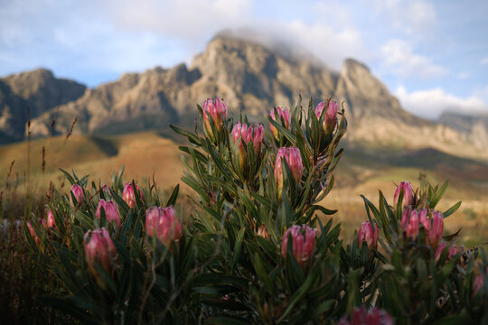 Pink proteas with jagged mountain peaks background near Stellenbosch, South Africa.