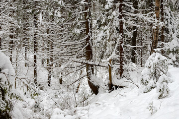 Fototapeta premium Snow covered trees in forest in winter day. Nature ladscape