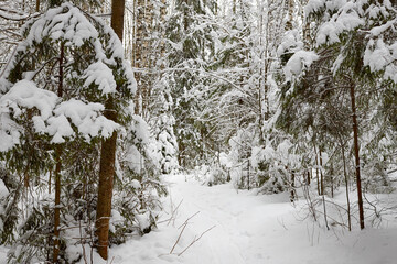 Snow covered trees in forest in winter day. Nature ladscape
