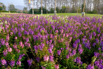 field of flowers