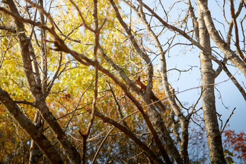 Portrait with beautiful fluffy red squirrel sitting in autumn Park on a tree and bright Golden foliage on background