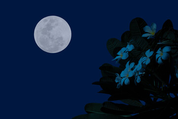 Full moon on the sky with flowers tree branch at night.