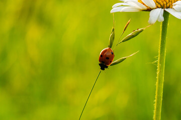 Naklejka premium Mariquita paseando por una margarita. cocinnella septempuncata. Mariquita de siete puntos. Chrysanthemun leaucanthemum