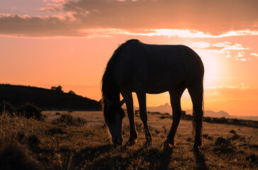 Wild Horse Silhouetted at Sunset in the Utah Desert