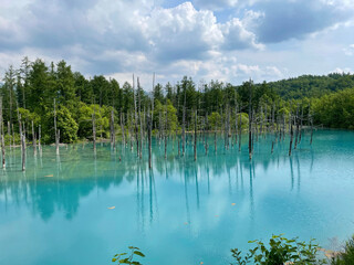 Obraz premium 北海道の美瑛の観光地「青い池」