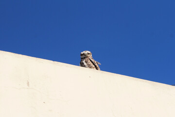 Meme of an owl squinting its eyes. 