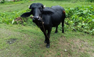 Green grass-eating buffalo