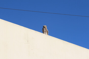 Owl on a roof.