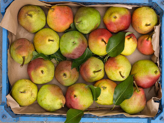 Organic fresh ripe pears with leaves in crate. Top view