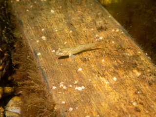 Crystallogobius linearis, the crystal goby. Picture from The Sound, Malmo Sweden