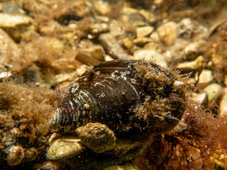 A close-up picture of a blue mussel, Mytilus edulis, in cold Northern European waters