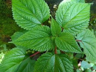 Stinging Nettle Plant