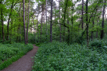Fototapeta premium A path runs at dusk along a clearing with low shrubs in a forest near Westerbork