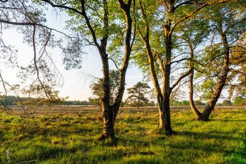 These three trees are beautifully lit by the setting sun on the moors near Westerbork