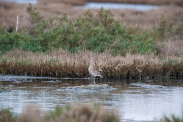 Eurasian Curlew (Numenius arquata) feeding by the sea.