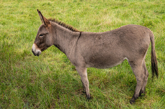 Genk, Belgium - August 11, 2021: Domein Bokrijk. Closeup of one gray-brownish donkey standing in green pasture.