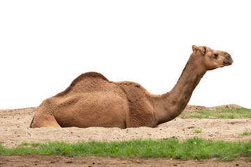 camel is lying on the sand.