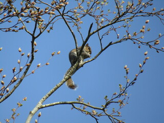 Grey Squirrel in a tree 
