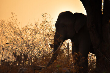 Sillhouette of an elephant in the evening.