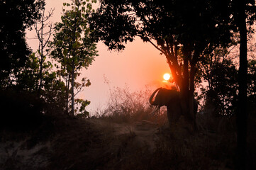 Sillhouette of an elephant in the evening.