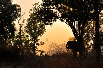 Fototapeta na wymiar Sillhouette of an elephant in the evening.