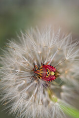 Red vegetable patterned bug on white dandelion