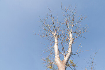 Fototapeta premium Top of branches dry wood with blue sky background.