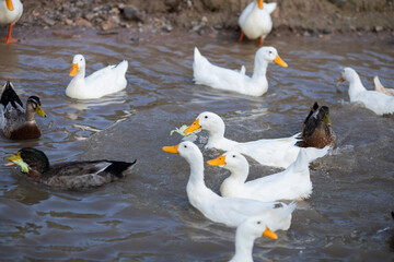 Patos nadando