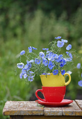 bouquet of blue flowers of flax in two colorful cups